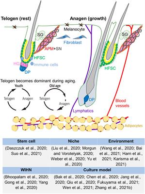 Editorial: Hair Follicle Stem Cell Regeneration in Aging